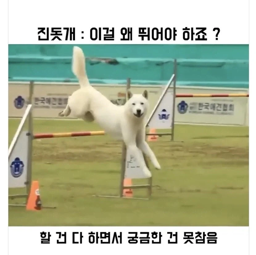 진도개가 경기에 참가하면