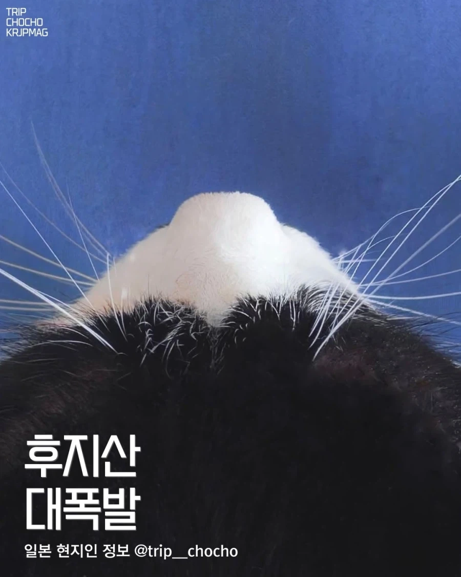 후지산 대폭발 고양이...