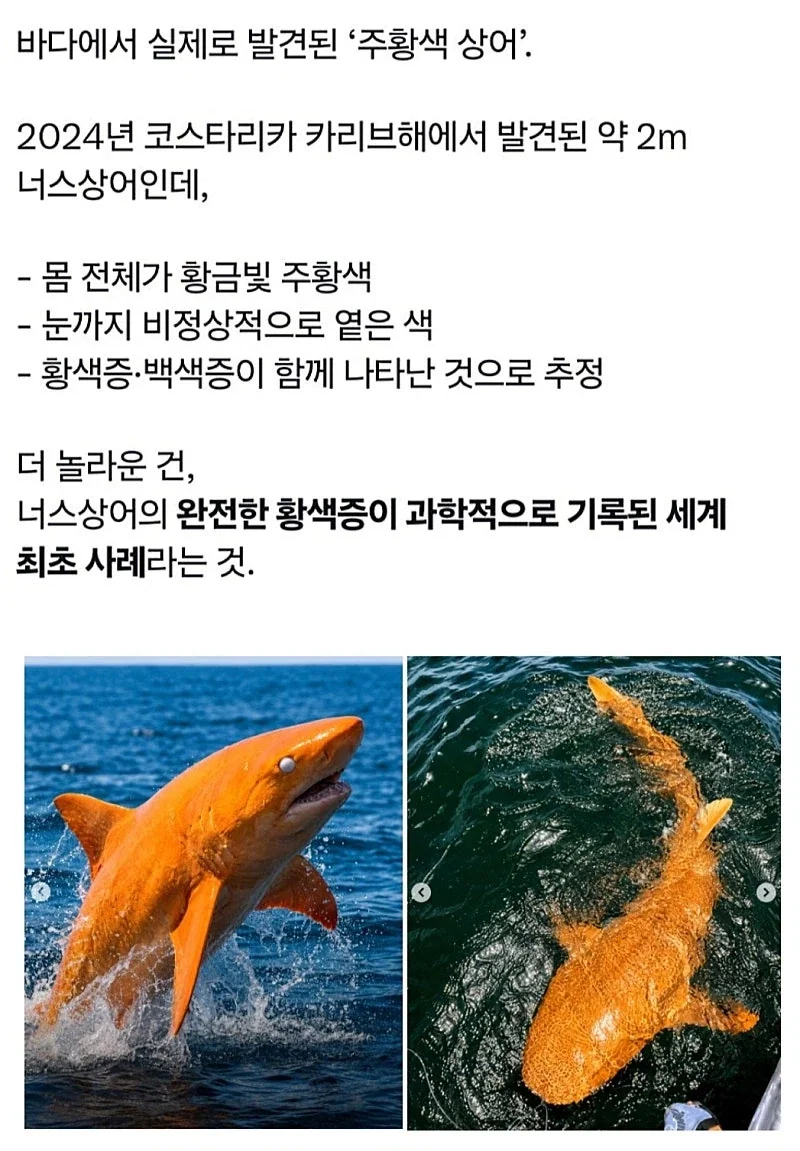 2024년 발견된 주황색 상어.jpg - 이미지 2