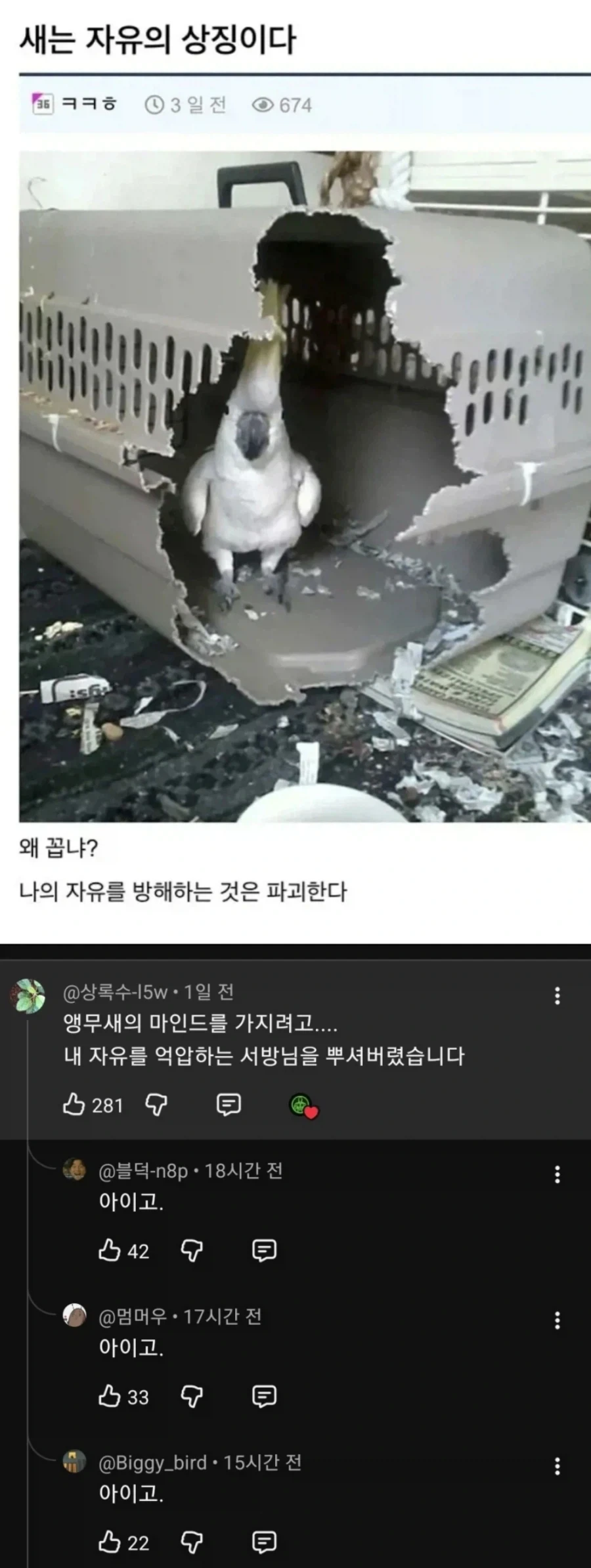 앵무새 마인드를 가진 유부녀