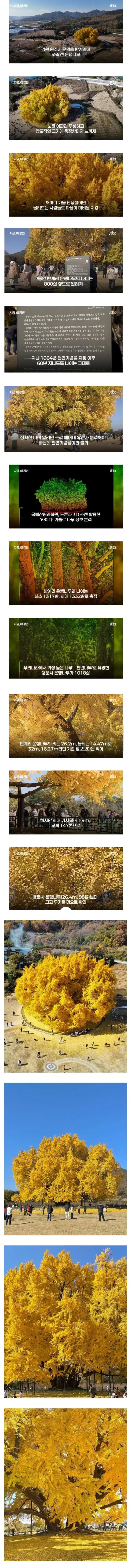 800년 살았다는 나무 구라로 밝혀짐