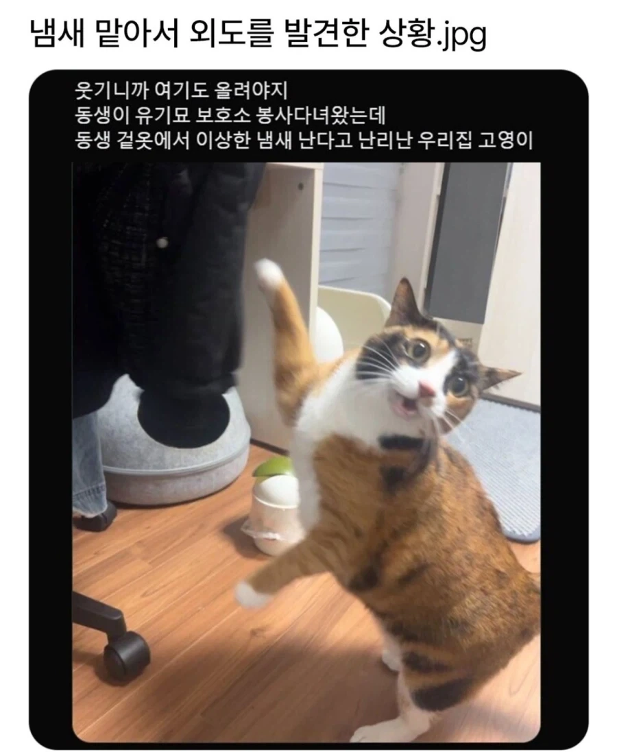 냄새로 외도를 발견한 고양이