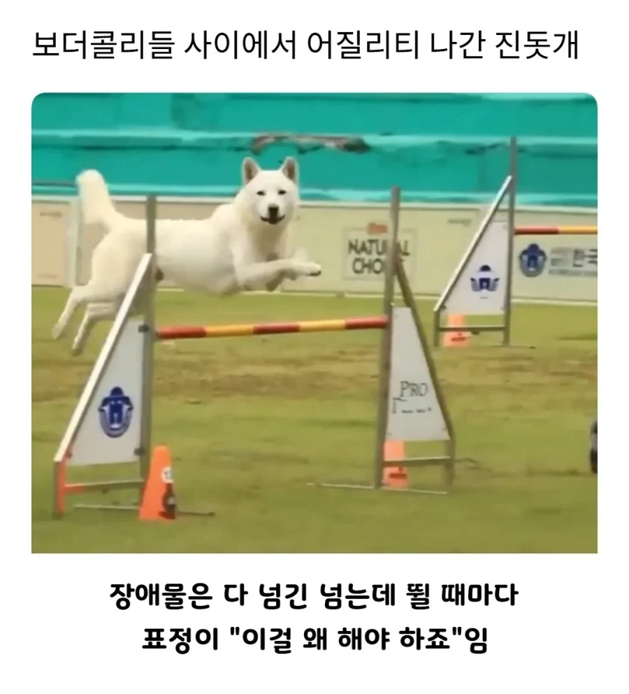 어질리티 나간 진돗개.jpg
