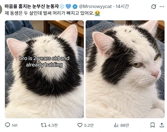 탈모냥?