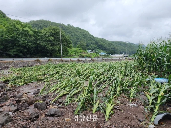 너희들 숙명여대에는 왜 농대가 없는지 알아?