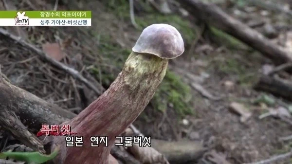 어이어이 내 발기 자지 어쩔거냐고ww