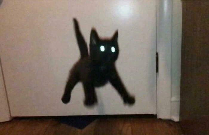 기분이 안좋을 땐 "Blurry Cats"라고 검색하면 좋다 - 이미지 2