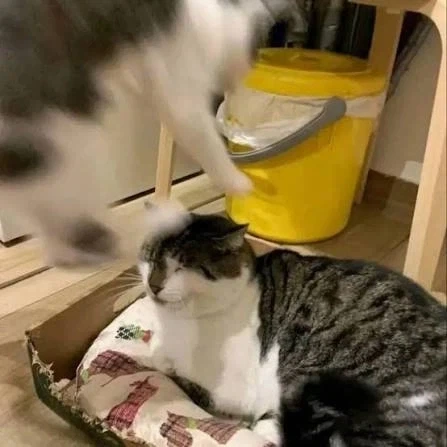 기분이 안좋을 땐 "Blurry Cats"라고 검색하면 좋다 - 이미지 4