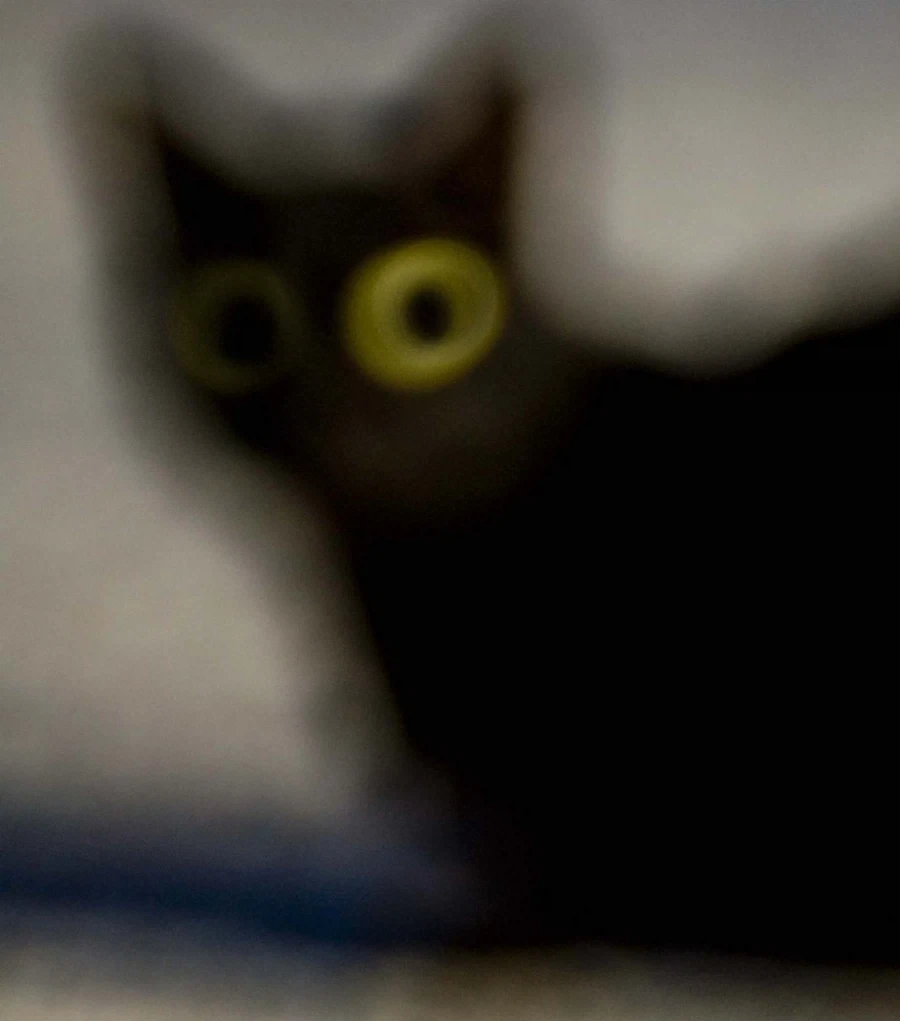 기분이 안좋을 땐 "Blurry Cats"라고 검색하면 좋다 - 이미지 5