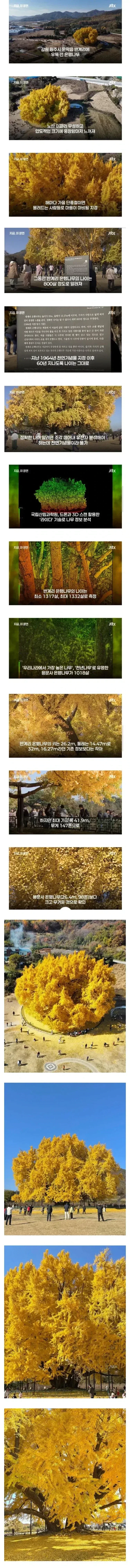800살이라고 알려졌던 은행나무, 알고보니...