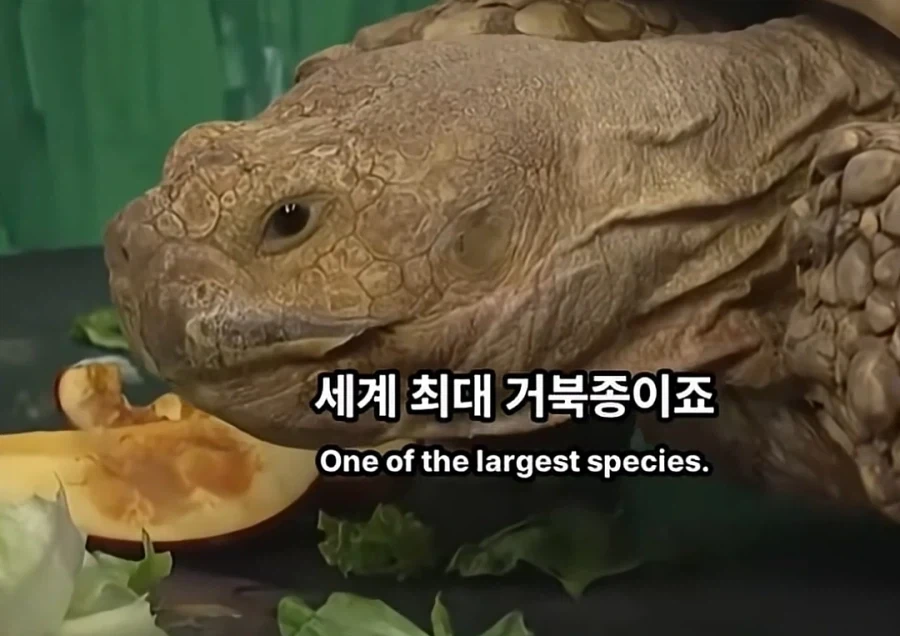 맞추면 ㅈ되는 퀴즈쇼 - 이미지 8