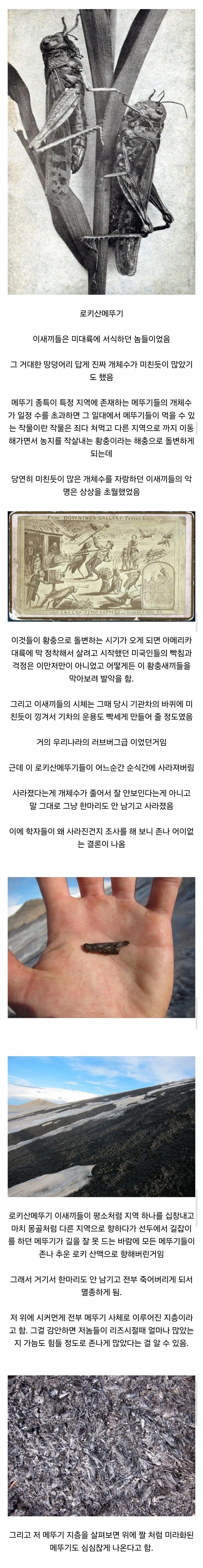 멸종 원인이 존나 골때리는 곤충류 원탑