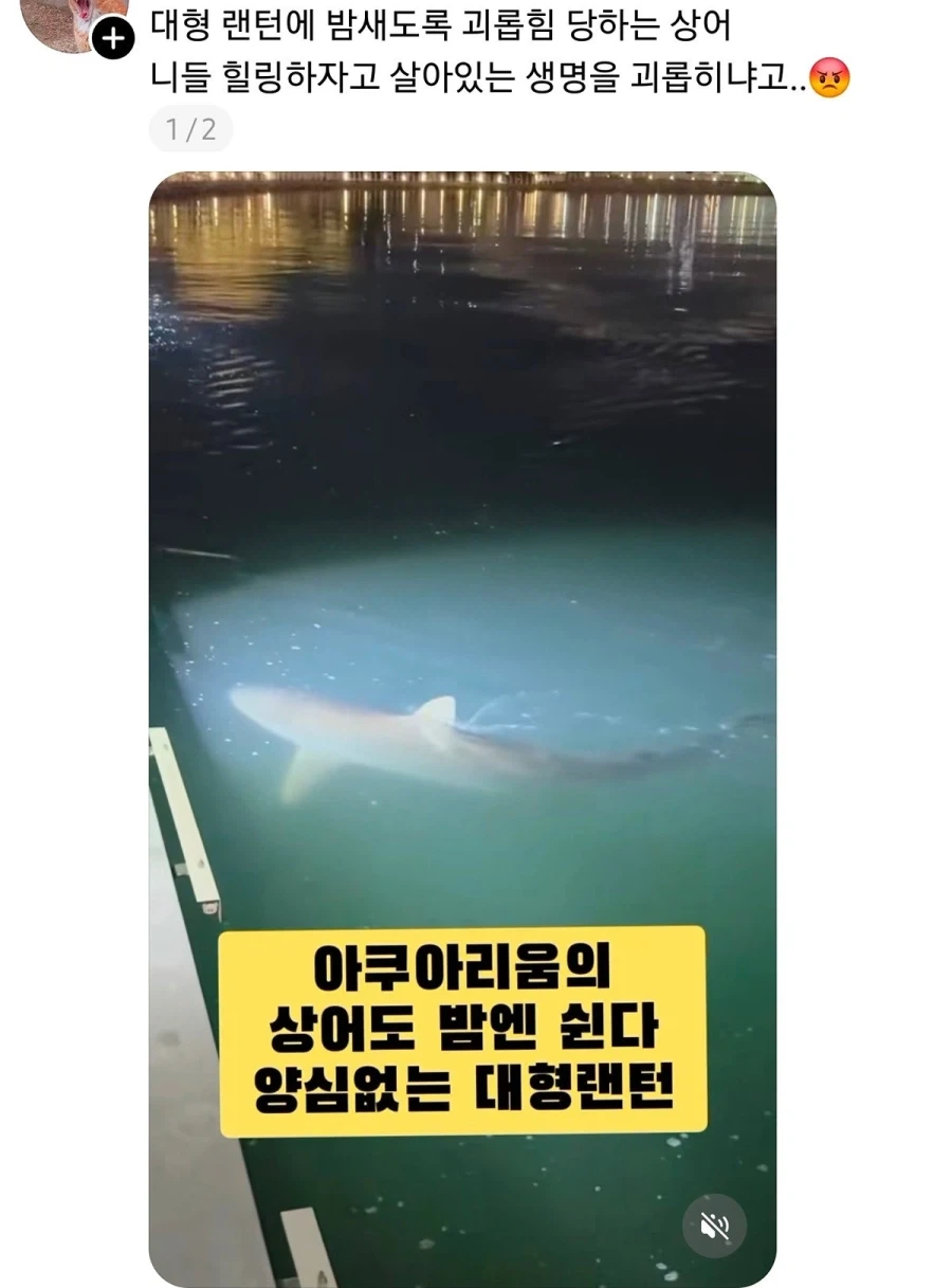 부산 상어 부캉이의 인기가 높아지며 나타나는......