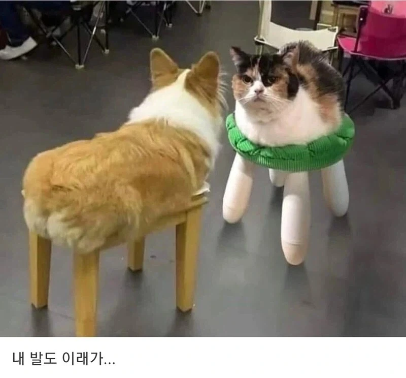 거 지나가는 냥반, 내 사료 좀 섞어주이소.. - 이미지 2