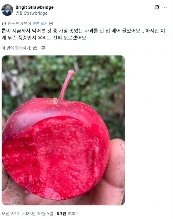 유럽 등지에서 볼 수 있다는 속까지 빨간 사과 - 이미지 3