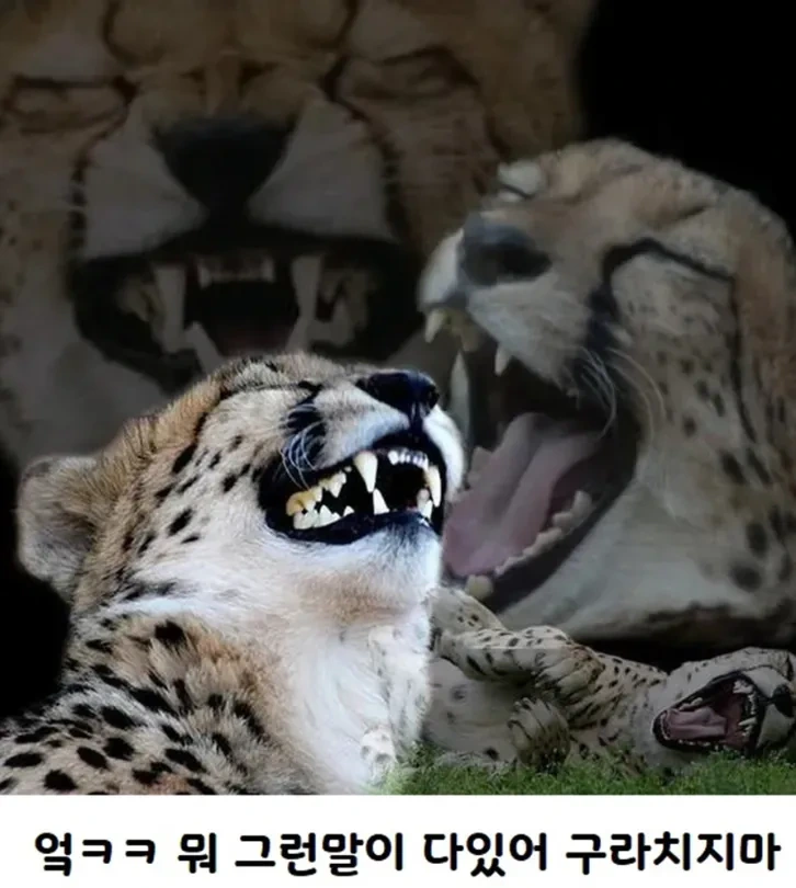 횐님덜!~ 개피곤하다를 영어로 하면 ㅋㅋㅋ? - 이미지 2