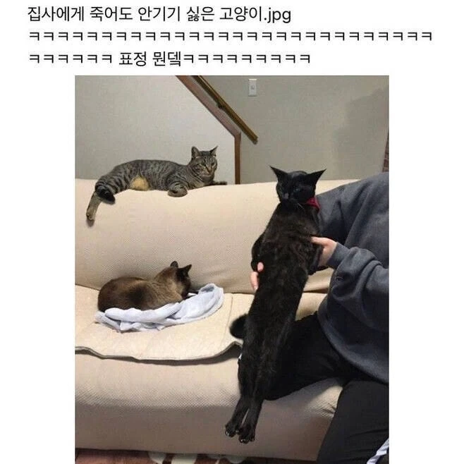 저항하는 고양이