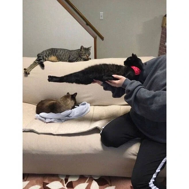 저항하는 고양이 - 이미지 2