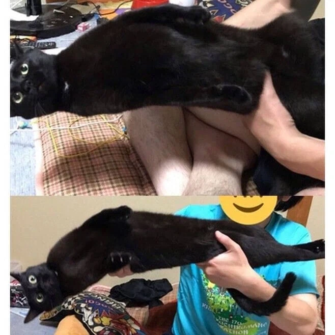 저항하는 고양이 - 이미지 3