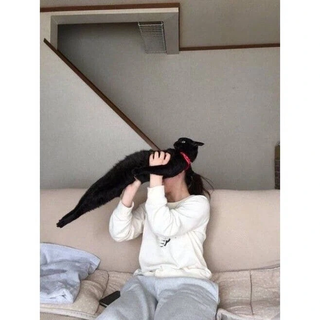 저항하는 고양이 - 이미지 5
