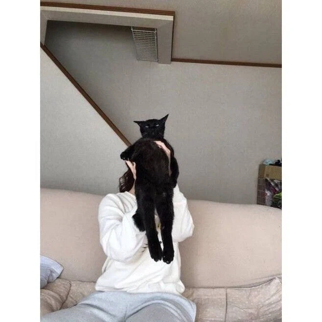 저항하는 고양이 - 이미지 6