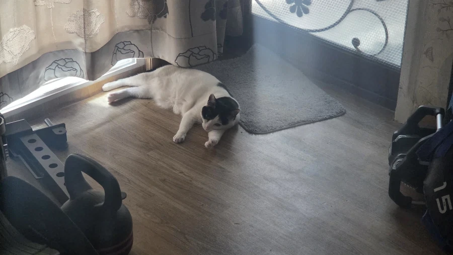 요근래 고양이 때문에 겁먹은거