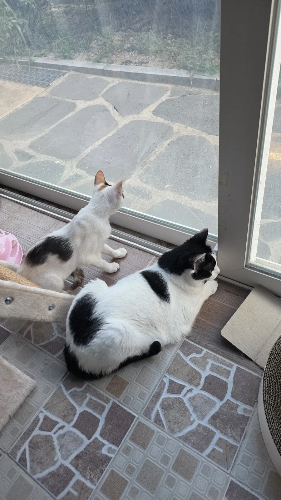 요근래 고양이 때문에 겁먹은거 - 이미지 3