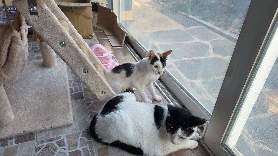 요근래 고양이 때문에 겁먹은거 - 이미지 4