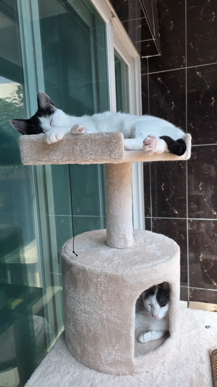 요근래 고양이 때문에 겁먹은거 - 이미지 5