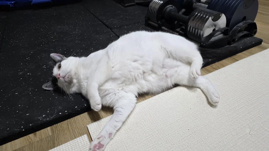 요근래 고양이 때문에 겁먹은거 - 이미지 6