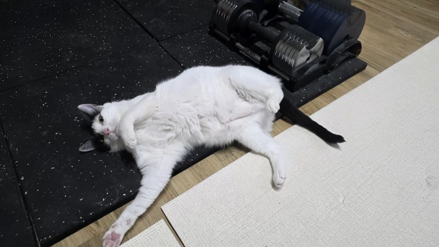 요근래 고양이 때문에 겁먹은거 - 이미지 7