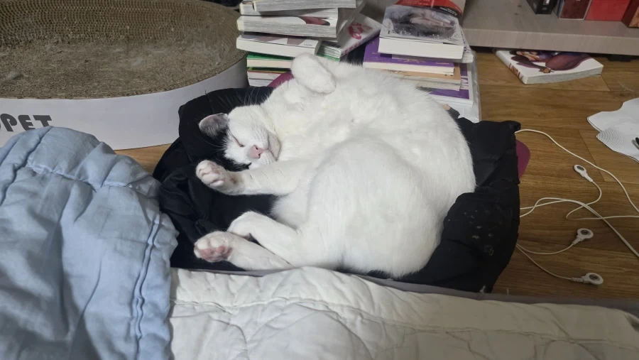 요근래 고양이 때문에 겁먹은거 - 이미지 8