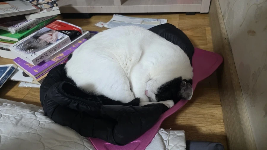 요근래 고양이 때문에 겁먹은거 - 이미지 9