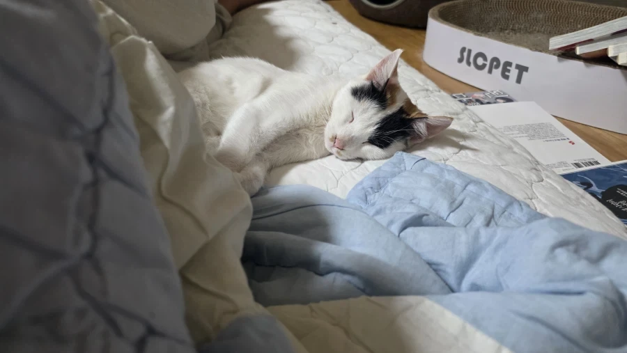 요근래 고양이 때문에 겁먹은거 - 이미지 10