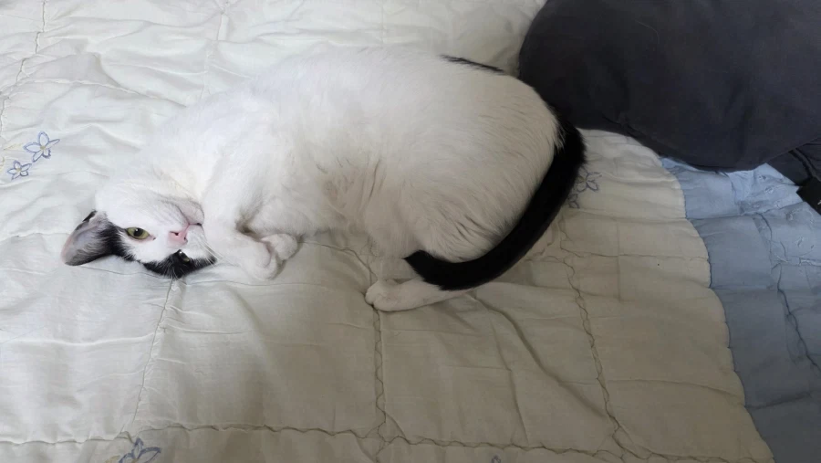 요근래 고양이 때문에 겁먹은거 - 이미지 12