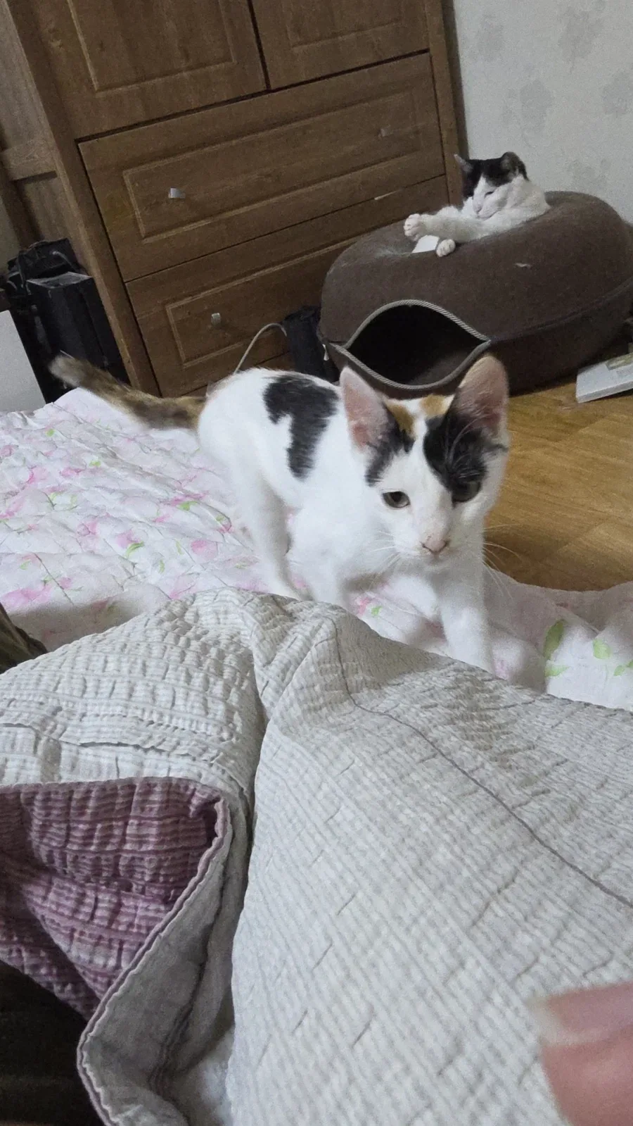 요근래 고양이 때문에 겁먹은거 - 이미지 13