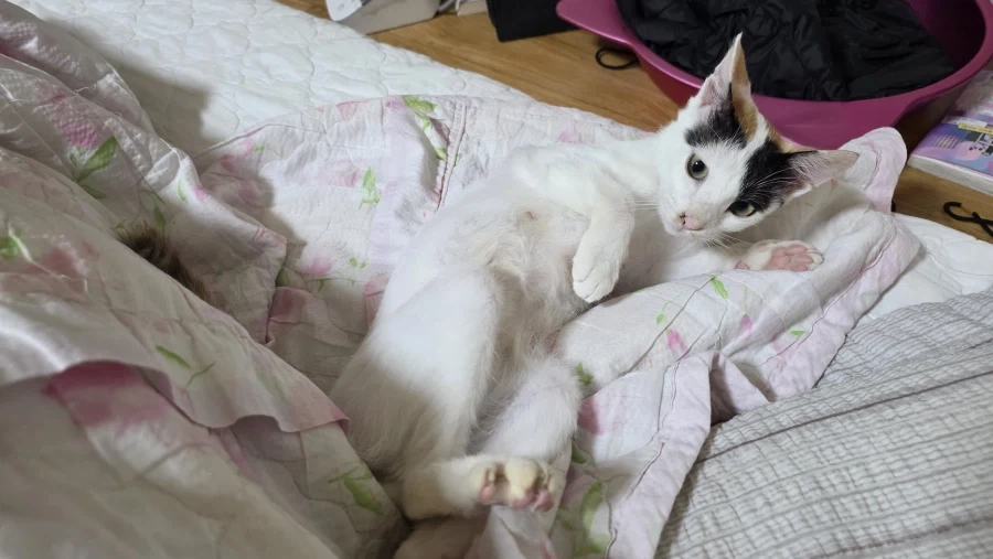 요근래 고양이 때문에 겁먹은거 - 이미지 15