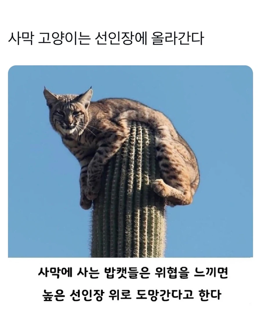 자연산 초대형 캣타워