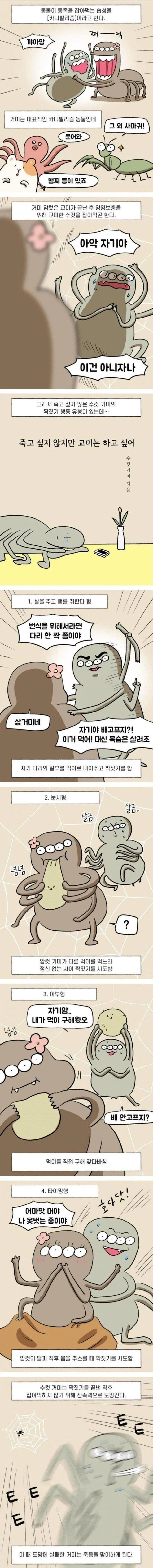 수컷거미의 교미시도방법 jpg.