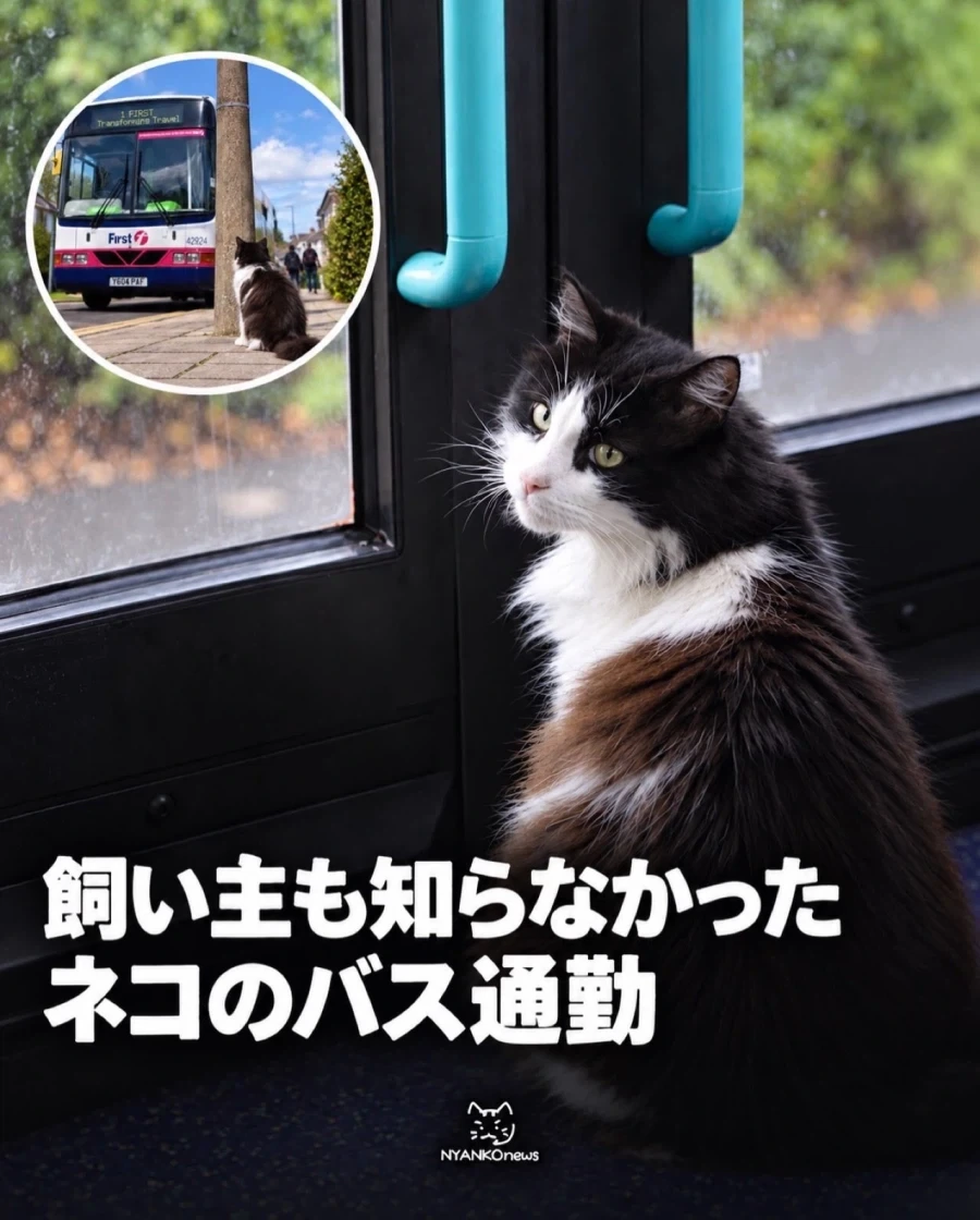 매일 버스타고 돌아댕기는게 루틴인 영국의 고양이...