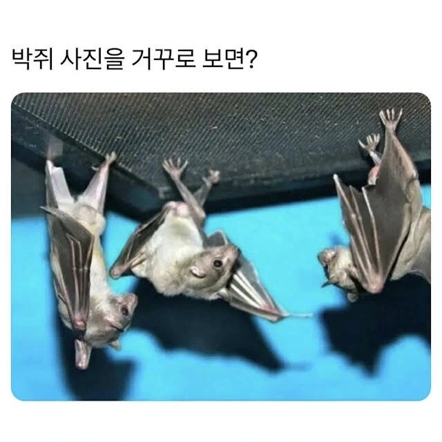 박쥐 사진을 거꾸로 보면??.jpg