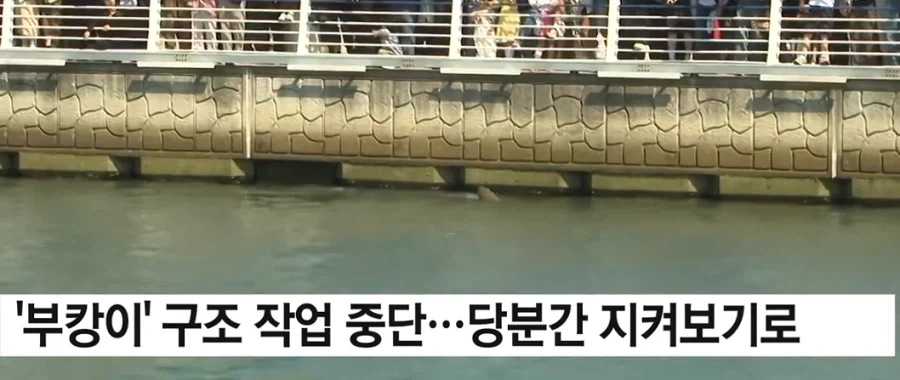부캉이 구조작업 중단