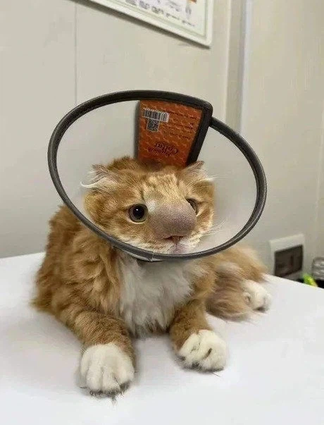코양이