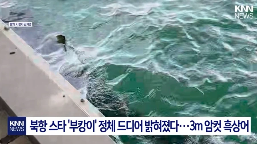 ??? : 뭐? 부캉이가 ＇암컷＇ 흑상어였다고??