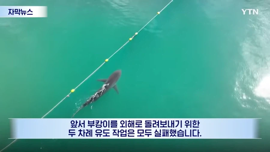 부캉이 구조작전 포기