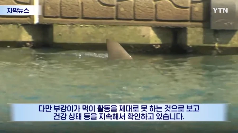 부캉이 구조작전 포기 - 이미지 3