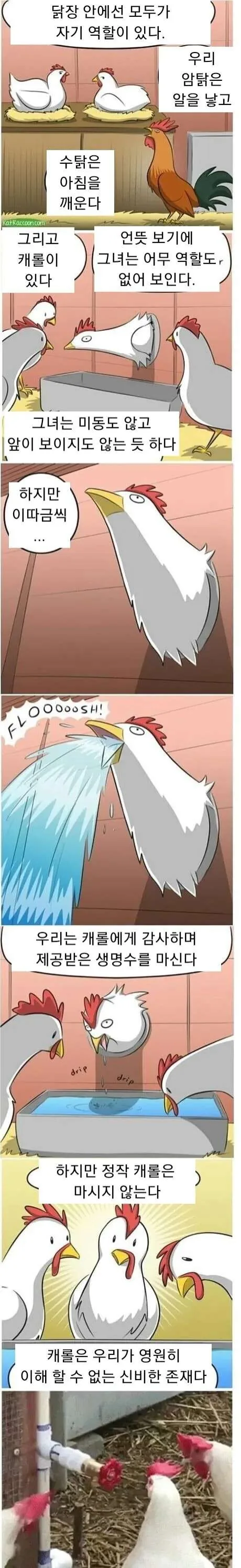 닭장의 신비 만화.png