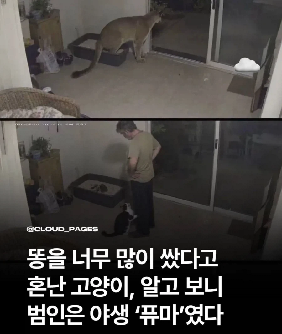 똥 많이 싼다고 혼난 고양이.jpg
