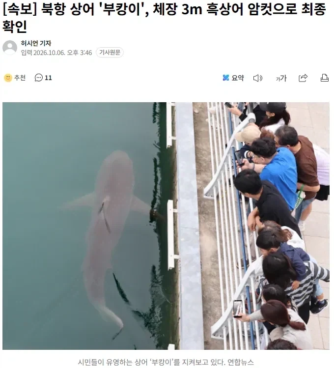 부캉이 3미터 크기 암컷 흑상어로 밝혀짐