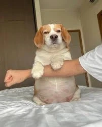 비글이라고 다 말썽쟁이는 아니더라 - 이미지 2
